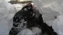 Овцы, на 3 дня застрявшие под снегом