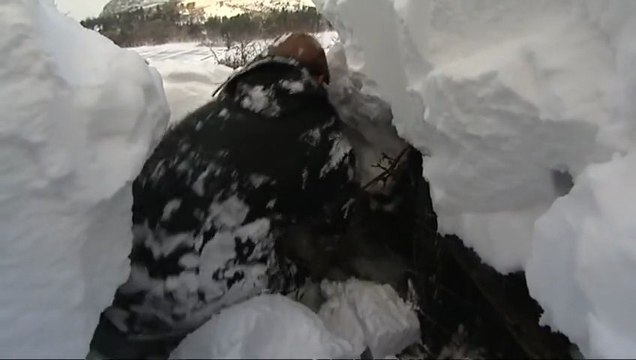 Овцы, на 3 дня застрявшие под снегом