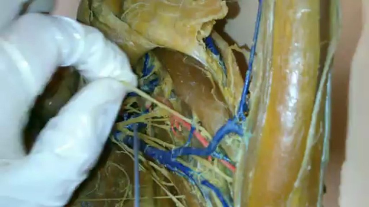 Anato II nervios toracicos