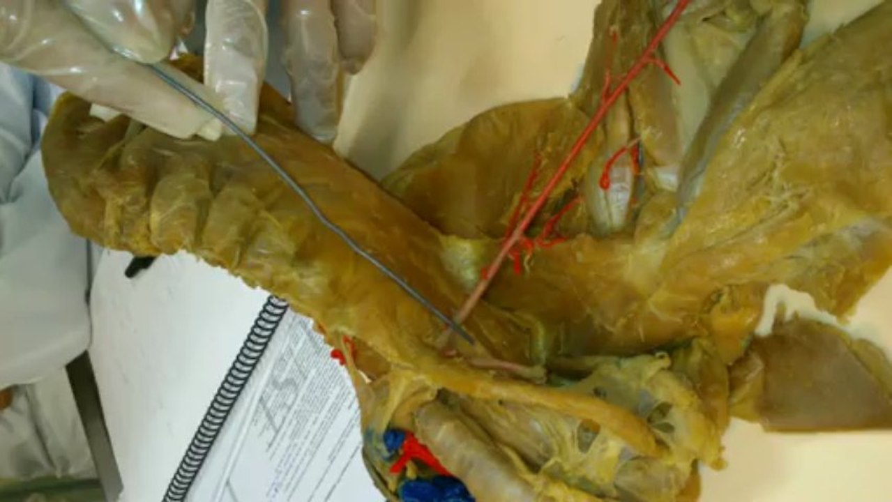 Anato II arterias toracicas