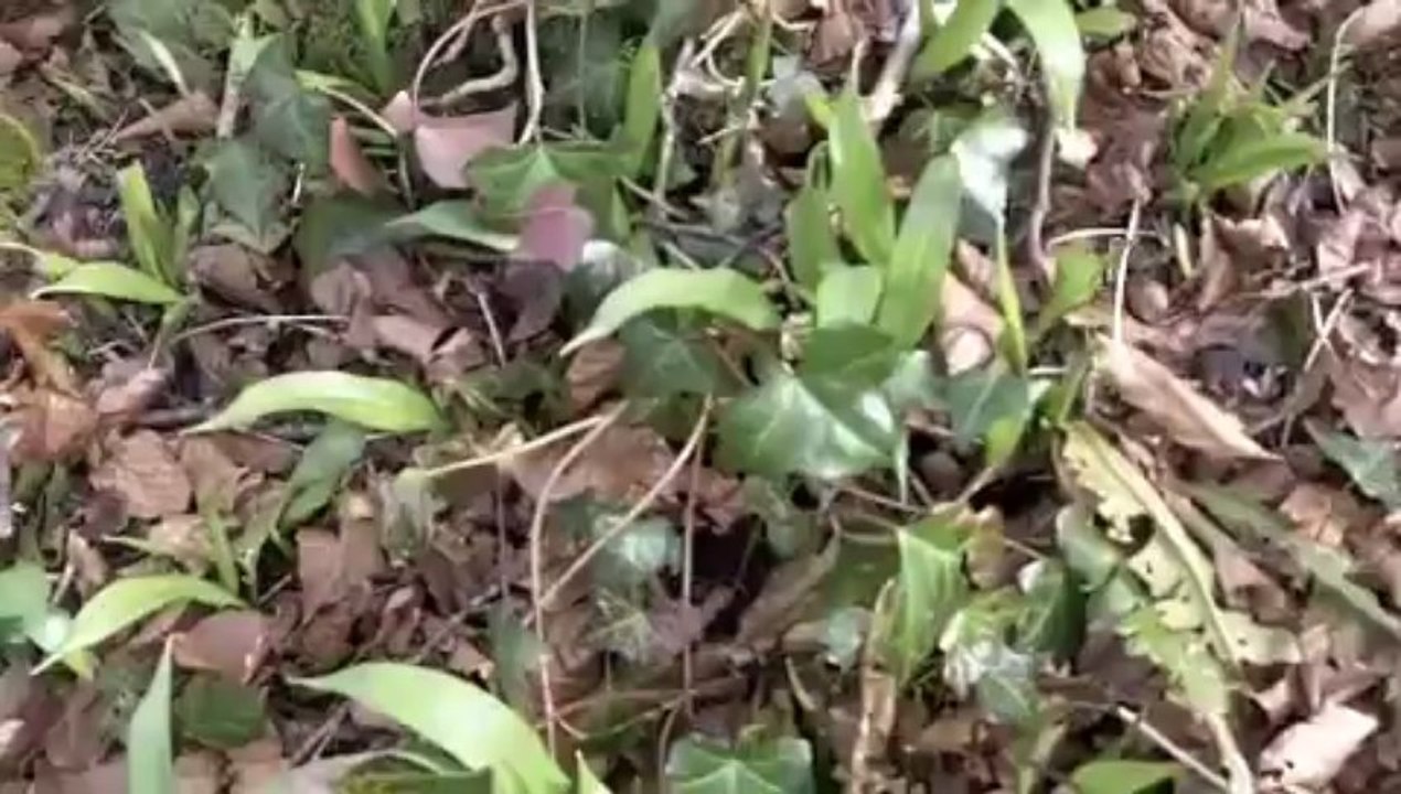 Wild Water