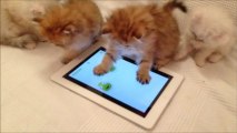 Chatons persans jouant sur iPad