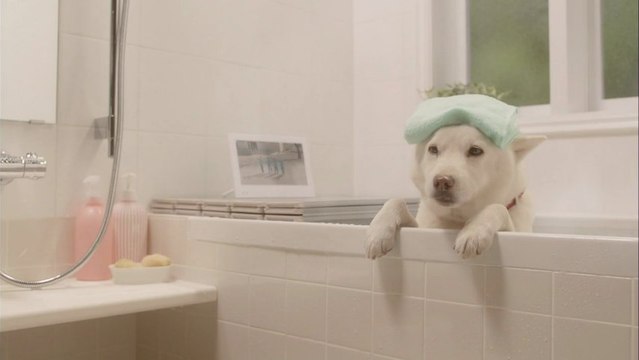 #softbank #gakuwari #aya ueto #shirato family #golden bomber #atsuko maeda #akb48 #mobile phones #jpop #cool #funny