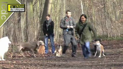 Comment apprendre le rappel à son chien ? (partie 1)