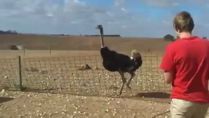 Flautista Vs avestruz