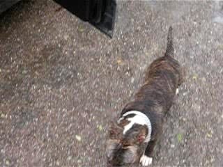 bull terrier bringé blanc