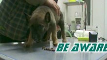 Be Aware FLASH @ Vet
