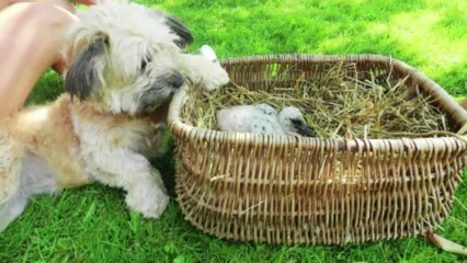 En Pologne, l'hiver persistant déboussole les cigognes