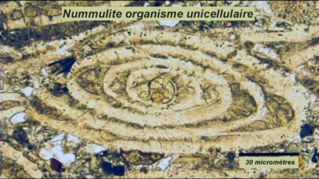 12b - Les fossiles des falaises