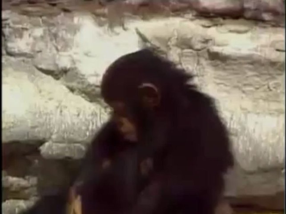 Meu Amigo da Escola é um