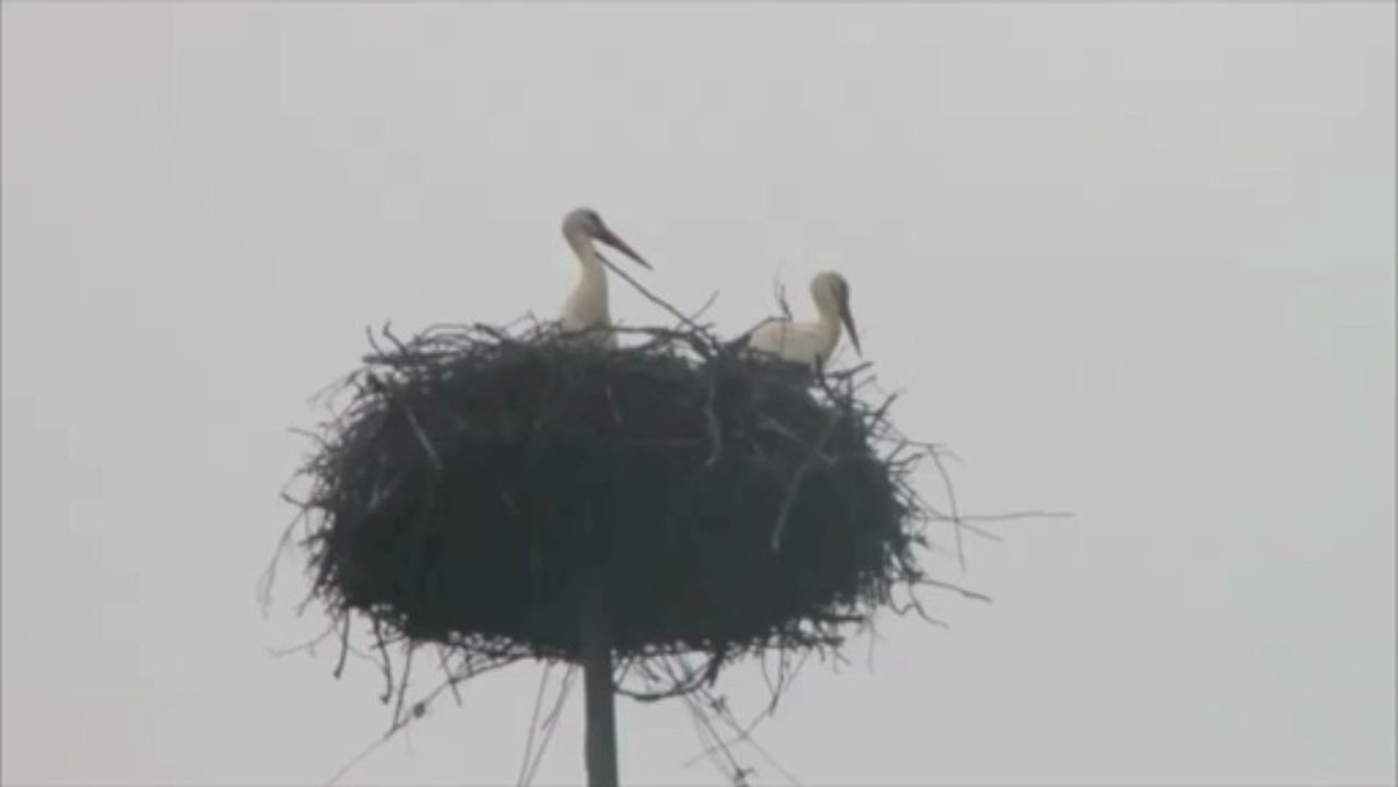 Des cigognes nichent dans le jardin