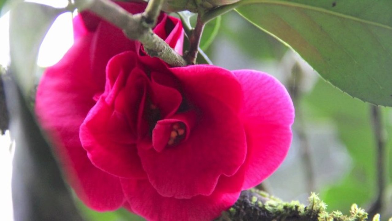 Ouverture Printemps 2013  " Tout en Bambou " Parc Oriental de  MAULEVRIER     Mars 2013 - MAULEVRIER  Extraits de "Tout en Bambou"  Visite du Parc - Exposition-Atelier  Nature Expression et Création avec  Anne BAUTRAIT