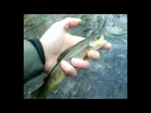 truite fario sauvage 46 cm