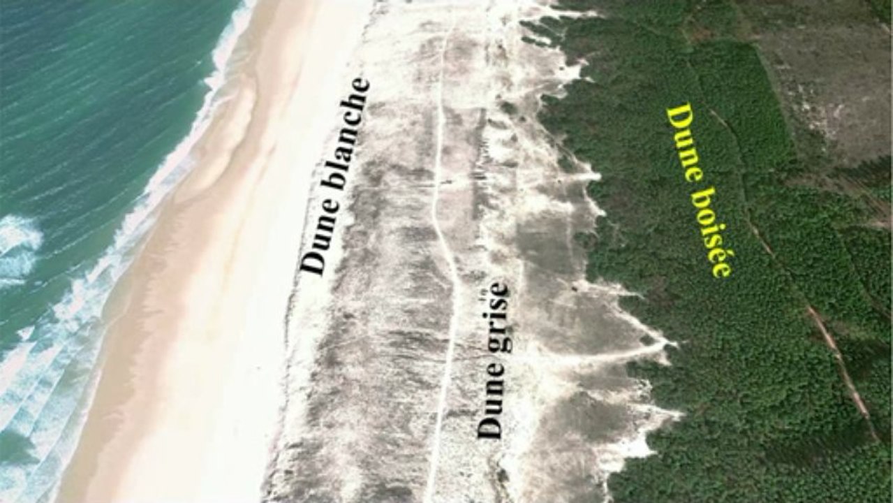 7b - La végétation des dunes