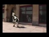 Vache qui danse