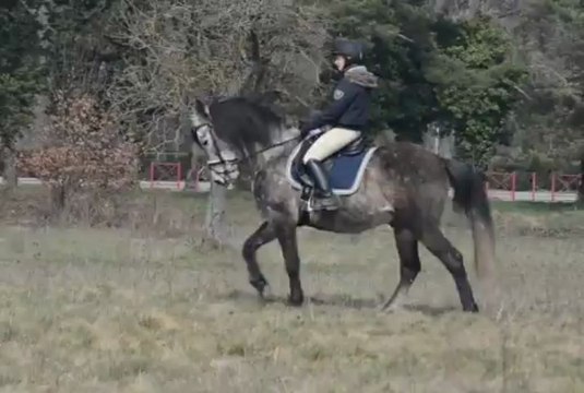 Galop à gauche, décontracter d'abord le corps de Joc puis réussir à s'asseoir dans la selle