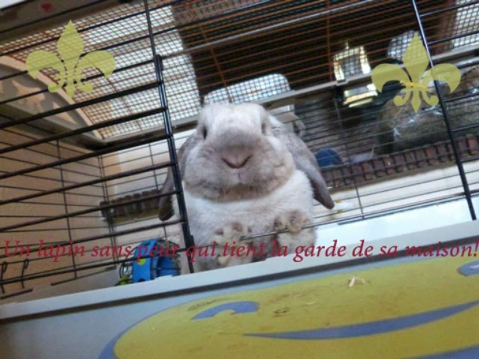 Diaporama de lapin