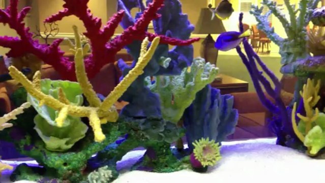 Jacksonville, FL. Aquatic Care, Aquarium Maintenance 904.588.2700 Jacksonville, Florida.