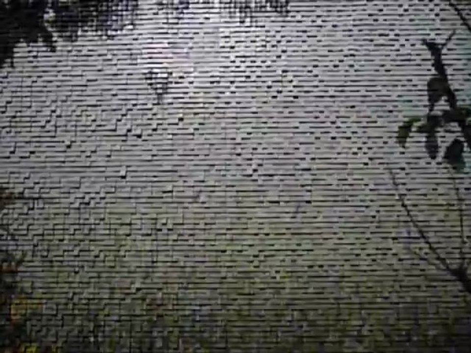 Les Papillons verts de Sébastien Camboulive - P1370168