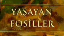 Yasayan Fosiller-Uzun boynuzlu cekirge