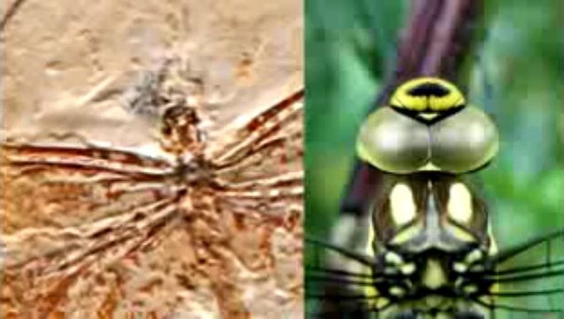 Yasayan Fosiller-Yusufcuk