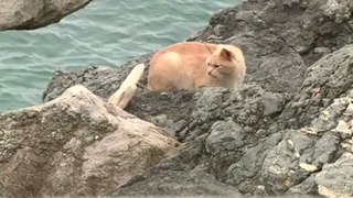 Les minous sauvages de San Sebastian