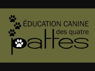 Comportement canin : les pitbull sont-ils dangereux? Faut-il les interdire au Québec?