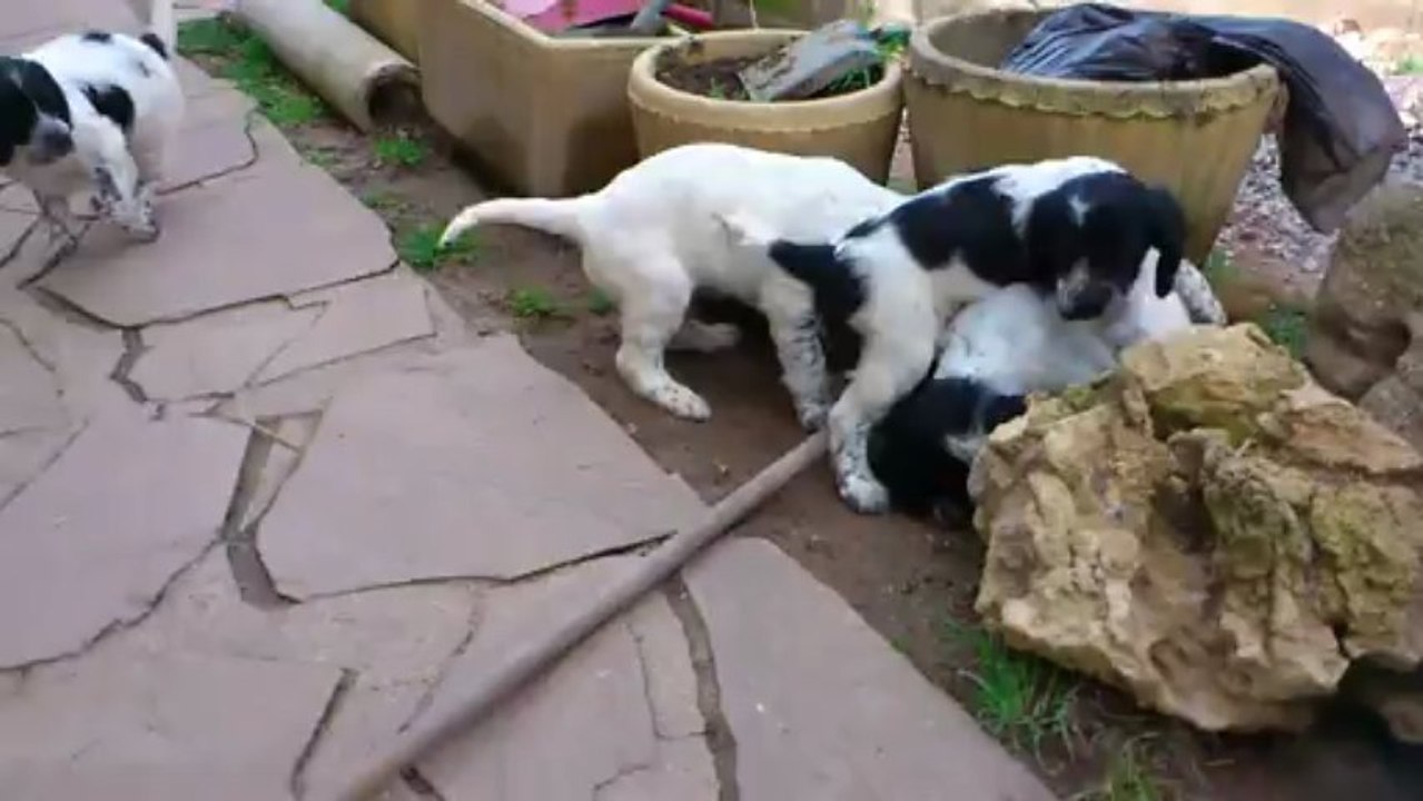 INDIA et ses Frères