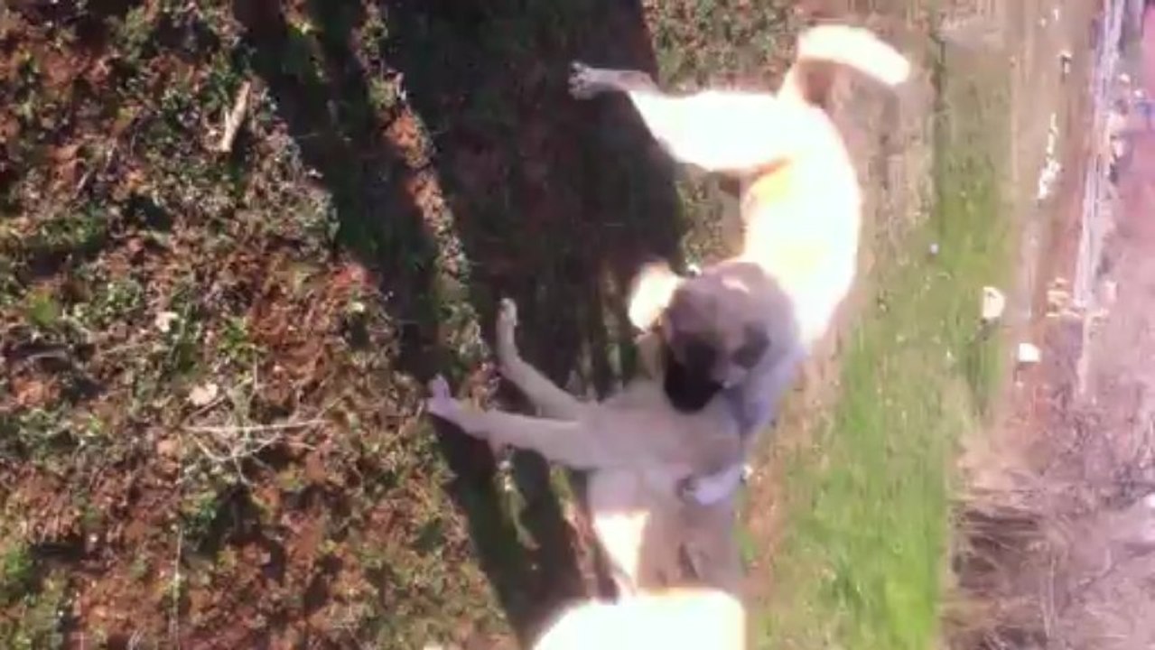 KIRIKKALELİ KARABAŞ VE YAKUBUN KARABAŞ