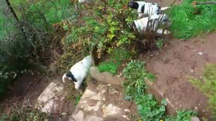 Les Chiots - Vidéo du 27 mars 2013