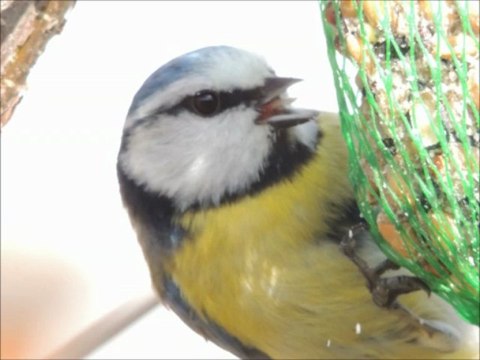 En attendant le printemps !!