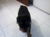 Con mes y medio, Rott,el rottweiler, obedece órdenes