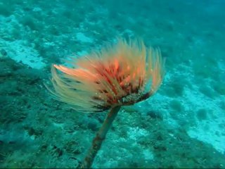 Κατάδυση στον προφ Ηλία Κερατέας
