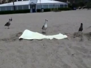 Como cazar una gaviota en la playa