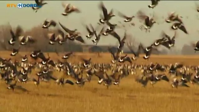 Ganzen houden voet bij stuk - RTV Noord