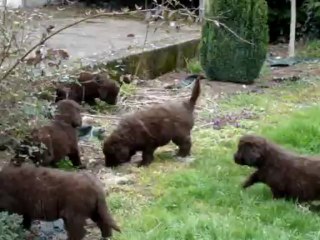 chiots terre neuve marron bronze de l'élevage de VALOYAN