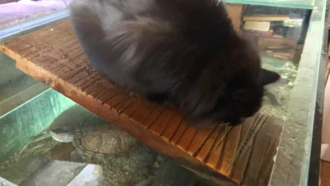 Baguerra pêche les poissons dans l'aquarium aux tortues !