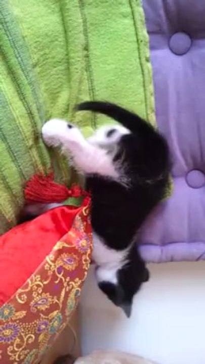 bébés Natacha 6 semaines