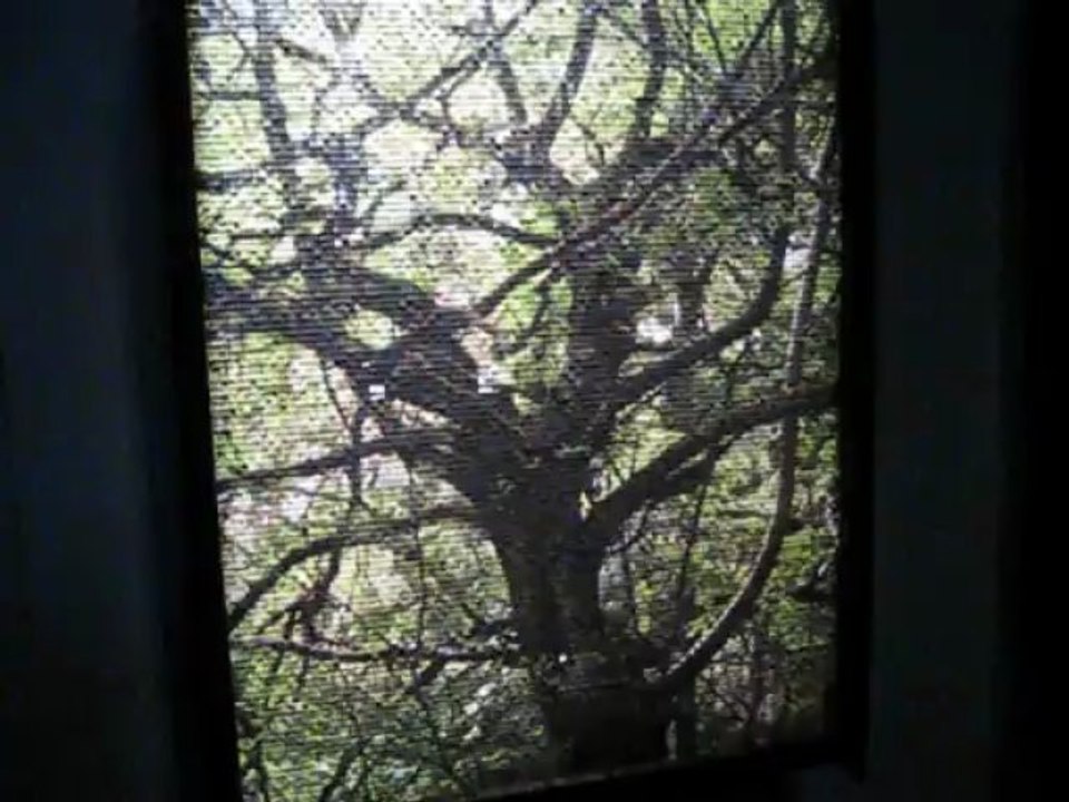 Les papillons verts de Sébastien Camboulive. regard de M.Cimaz - MVI_0206