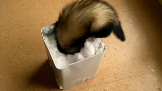 kakawette..ma tite furette