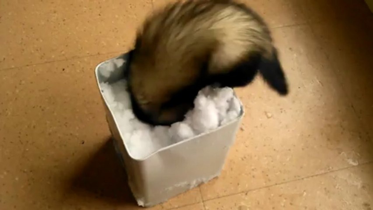 kakawette..ma tite furette