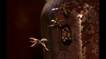 Wasp bringing water to the nest in UltraSlo slow motion