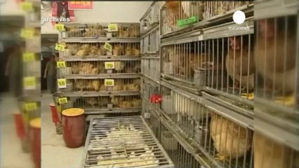 Cina: 2 morti per influenza aviaria