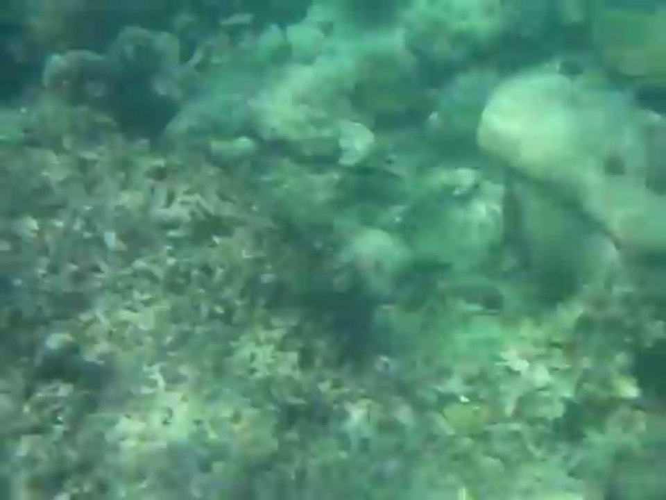 Petite apnée au calme dans la barrière de corail !
