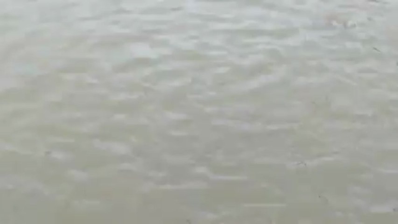 gros poissons