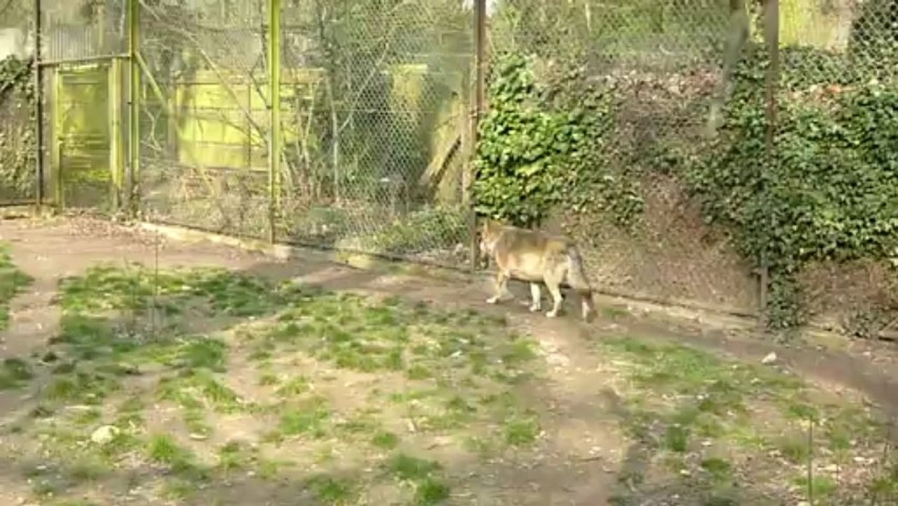 PARC DE THOIRY 30 03 2013