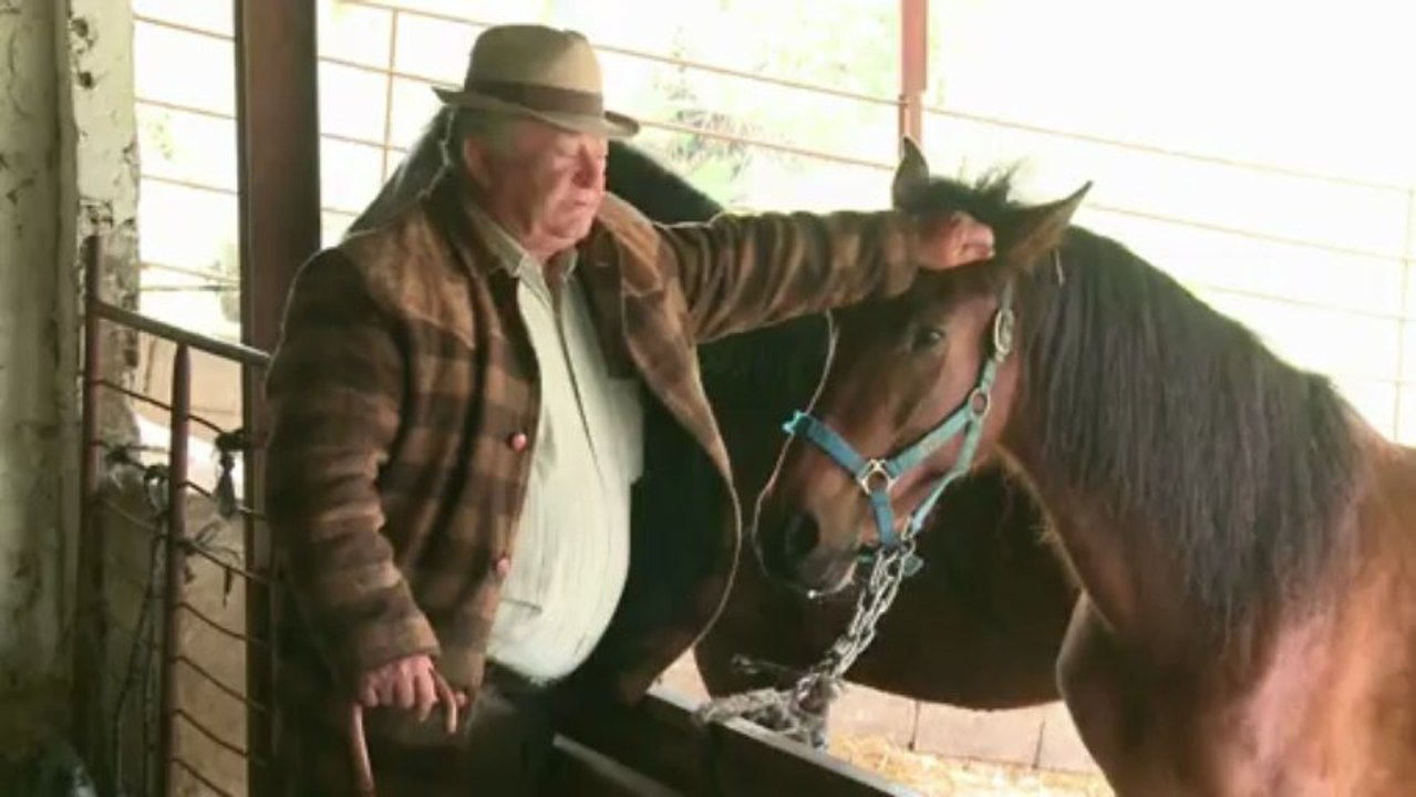 Ab zum Schlachthof: Spaniern sind Pferde zu teuer