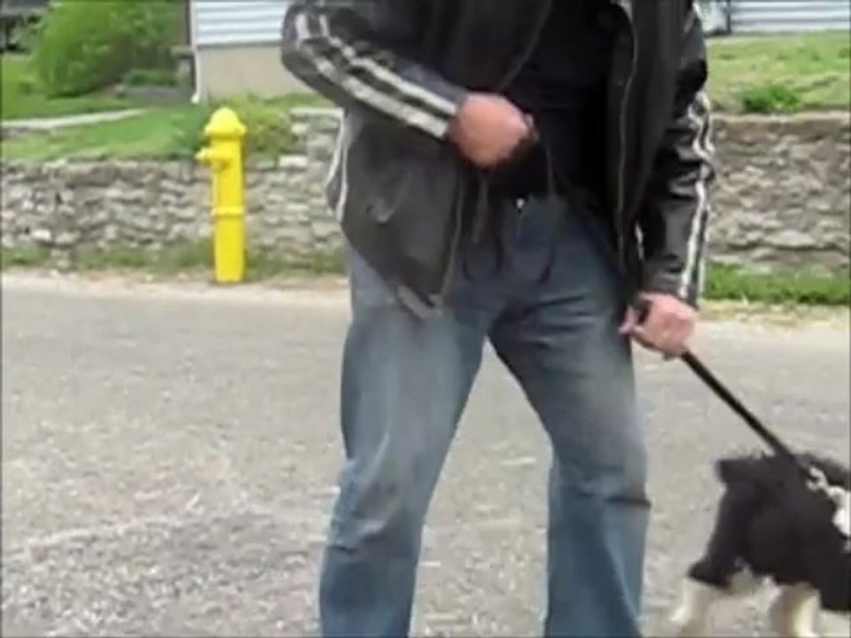 Dog Training Boot Camp - Puppy 1-2 way thru - Obedience exercise