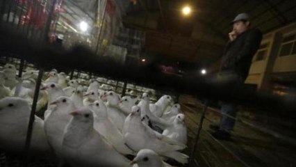 Bird flu spreads to second Chinese city