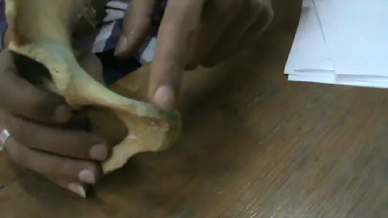 مراجعة اناتومي